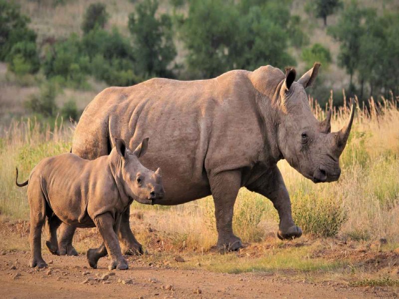 Rinocerontes bebés son trasladados a un nuevo santuario en Sudáfrica; los cuidan de los cazadores