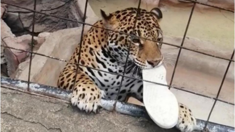 Jaguar ataca a niño de 14 años; quería tomarse una selfie con el felino y saltó la reja de seguridad