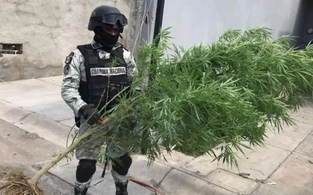 Hallan plantas de marihuana en jardineras de fraccionamiento