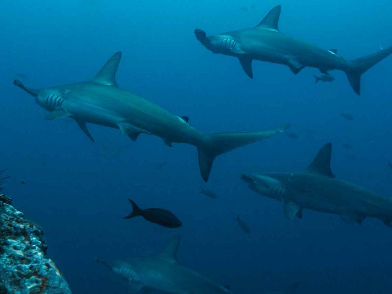 ¡Asombroso!; captan nacimiento de tiburones en Cozumel