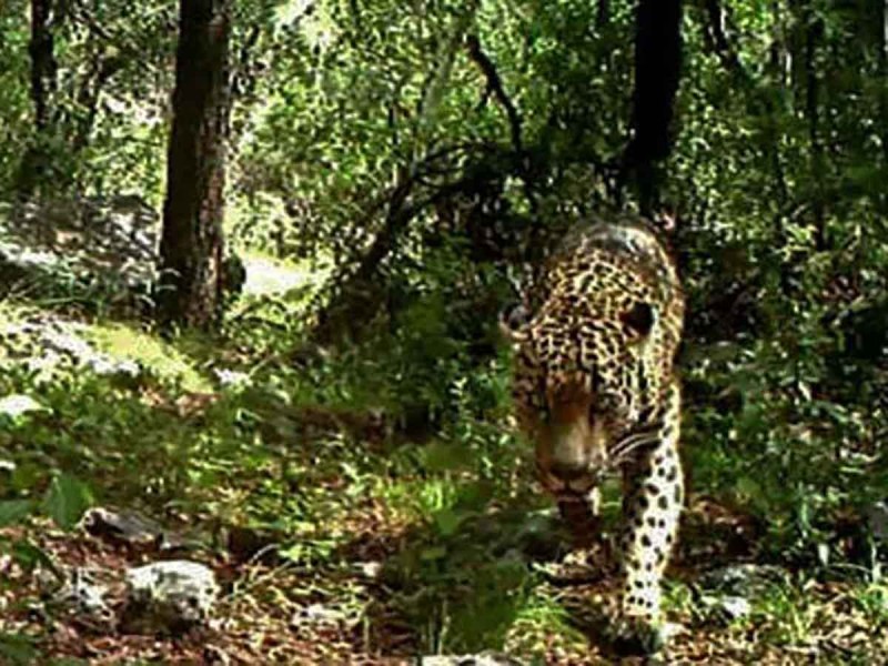 No estaba muerto… Reaparece ‘El Jefe’, jaguar emblema de la conservación en EU y México