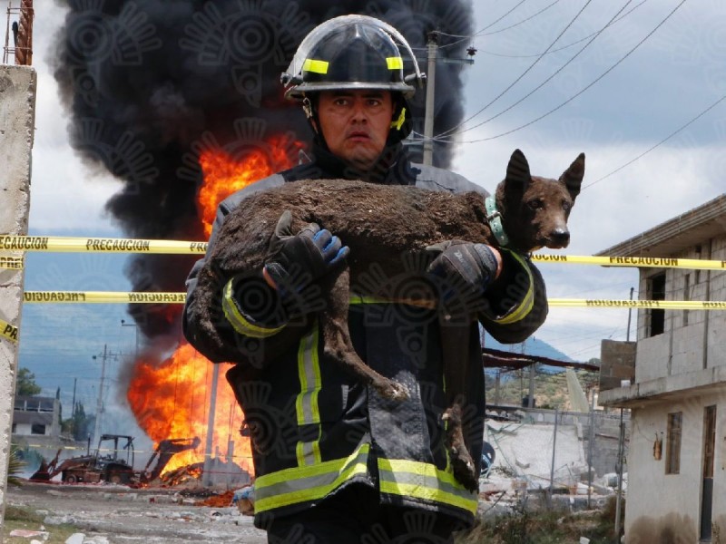 Rescatan a perrito tras explosión de ducto en Amozoc, Puebla