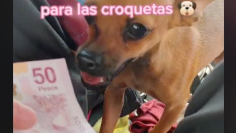 Perrita chihuahua «ruletea» junto a taxista, ya hasta aprendió a cobrar