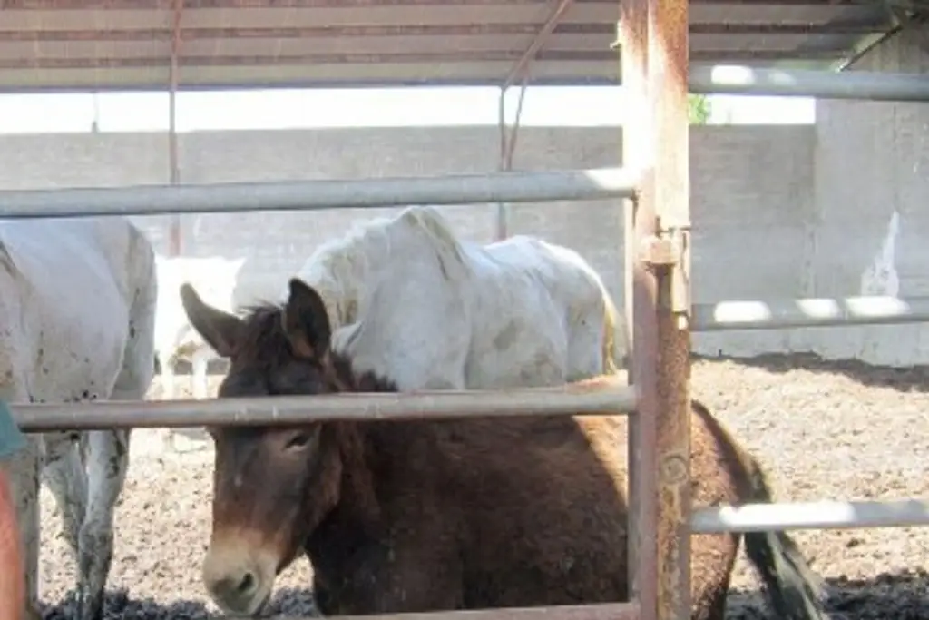 Descubren ‘finca del horror’; así sacaron a caballos y burros muertos