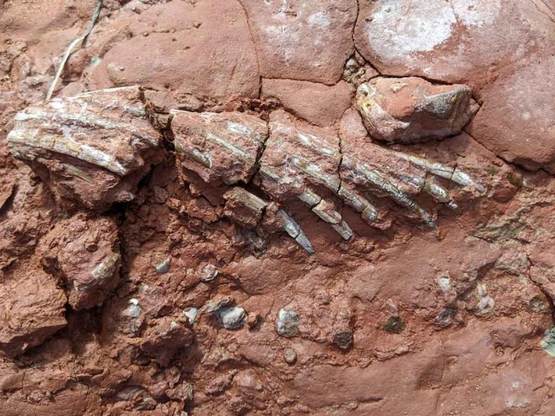 Fósil de criatura desconocida que vivió antes de los dinosaurios sorprende a la ciencia