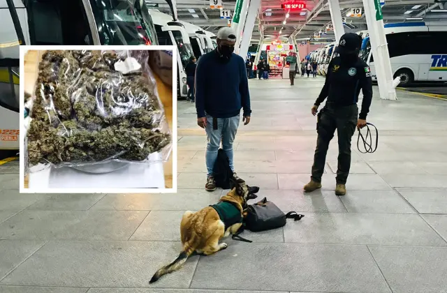 Gracias a perro policía, un detenido por mochila con mariguana en CAXA