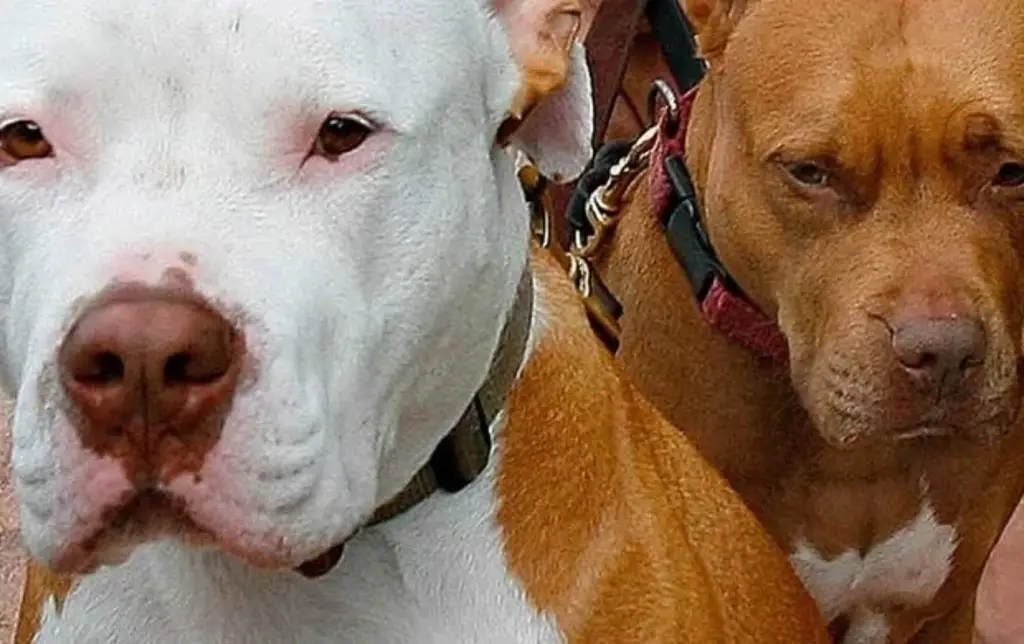 Mujer muere devorada por perros en criadero de pitbulls