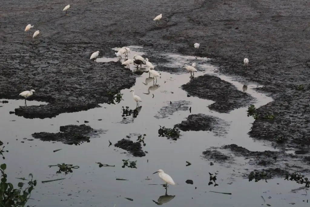 Disminuyen los municipios con sequía y anormalmente secos en Veracruz: Conagua