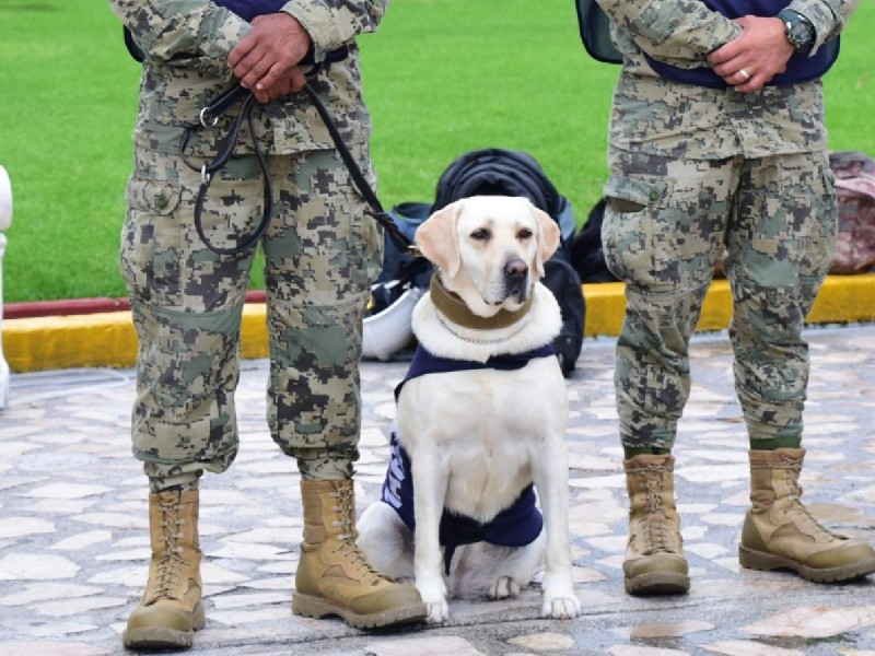 Frida, la perrita rescatista de la Marina tendrá su propia estatua