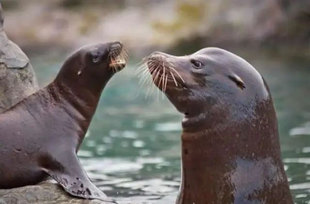 Activistas rechazan shows de leones marinos en Aquarium de Veracruz