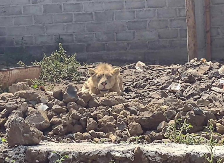 Buscaban a un albañil desaparecido y hallaron a un león