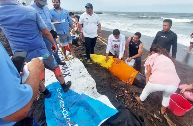 Liberan a delfín resguardado en Aquarium de Veracruz