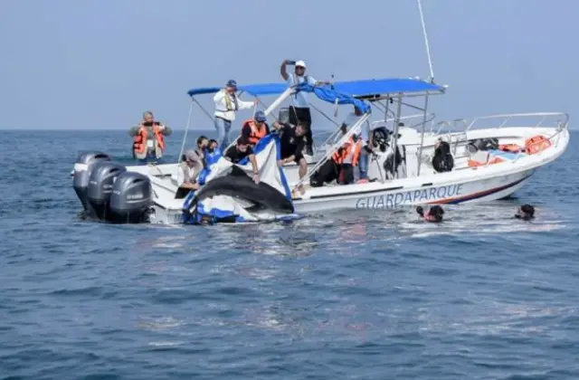 Por esta razón el delfín que fue liberado vuelve al Aquarium de Veracruz