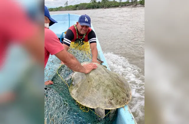 Estaba atrapada en red: rescatan a tortuga en playa de Costa Esmeralda