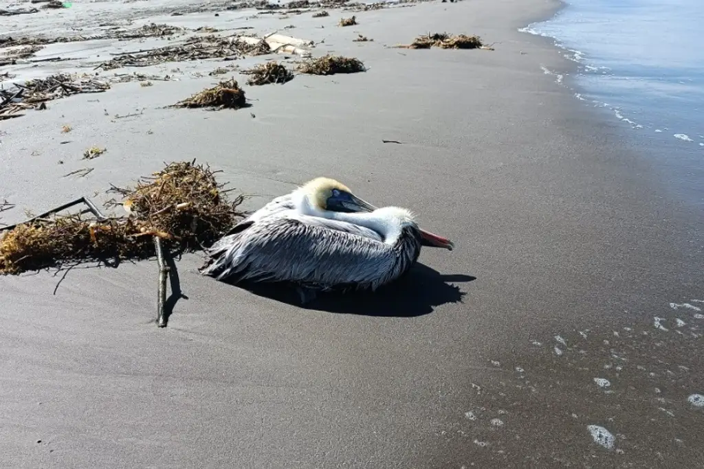 Animalistas rescataron y cuidaron pelícano a punto de morir; regresará a su hábitat