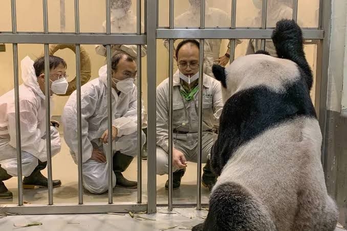 Expertos de China viajan a Taiwán para salvar a un panda enfermo