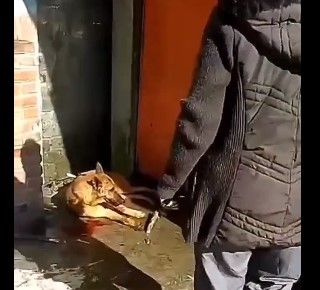 Diputados interpusieron denuncias penales por golpiza a perro en restaurante de la Picacho-Ajusco