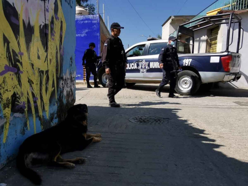 Ahora en Oaxaca; perro pasea por las calles con un brazo en el hocico