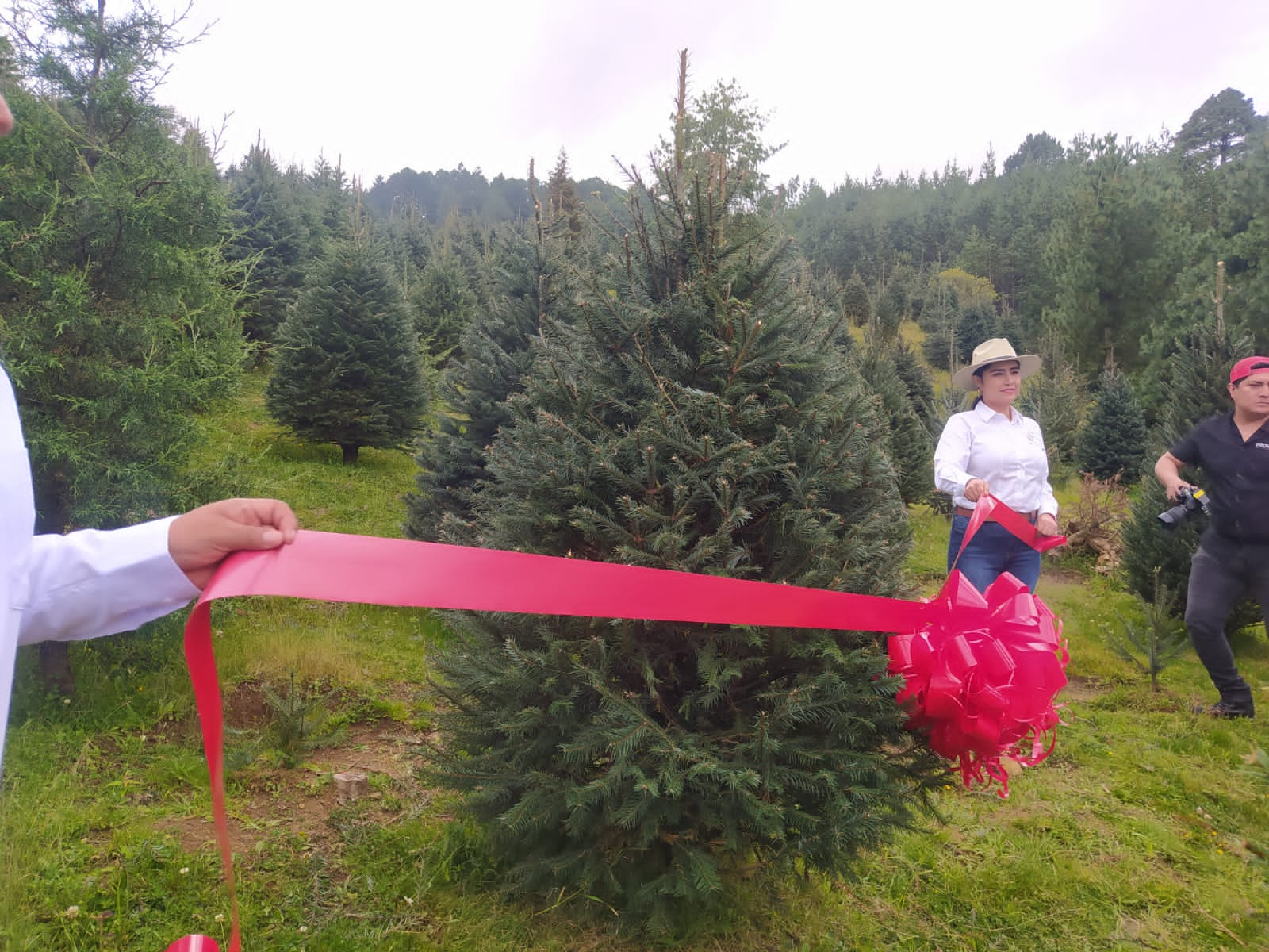 Inicia la temporada de corte de árboles de navidad en las Vigas, se espera una producción de 42 mil pinos