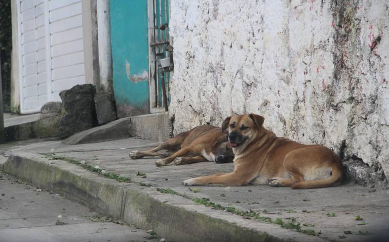 Alertan por supuesta venta de «carne de perro» en taquerías de Xalapa