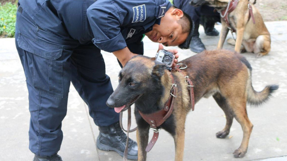 Muere Laika, la perrita rescatista que encontró a ocho personas entre los escombros de los sismos de 2017