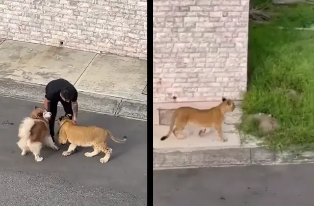 Leona se escapa en la Riviera Veracruzana y hasta jugó con perro