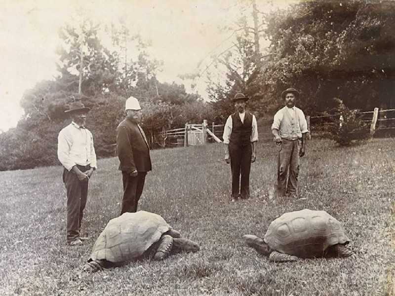 Tortuga Jonathan cumple 190 años; nació unos años después de la muerte de Napoleón