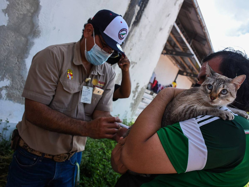 Hay 4 casos de rabia en humanos en México; 3 son niños