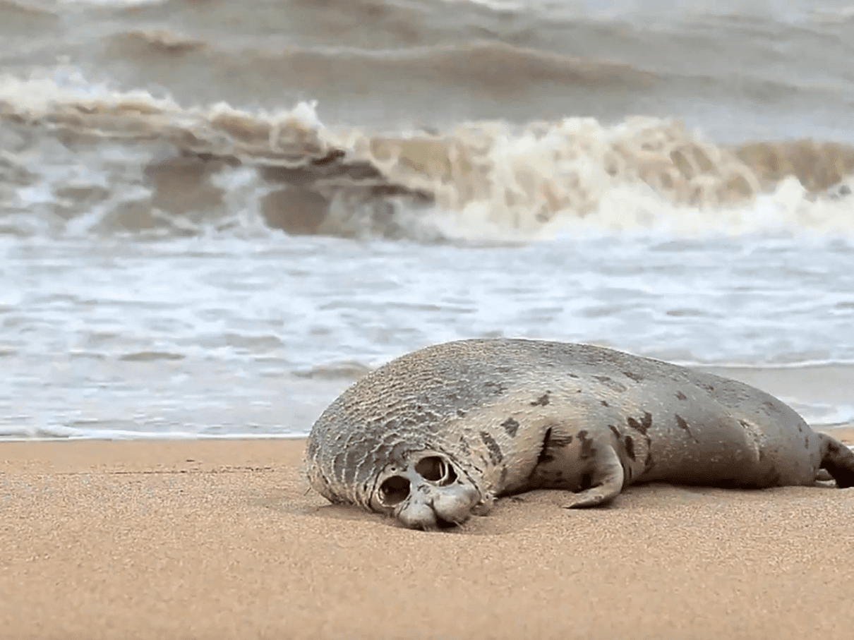 Investigan la muerte súbita de miles de focas en el Mar Caspio