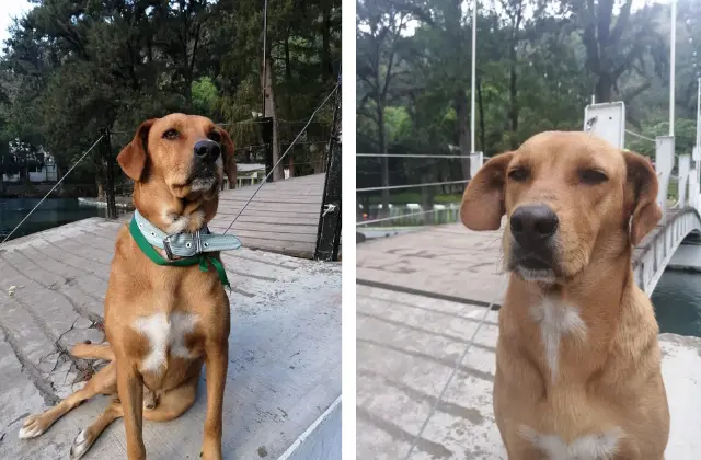 Le harán monumento a ‘El Guapo’, perrito guardián de la Laguna de Nogales