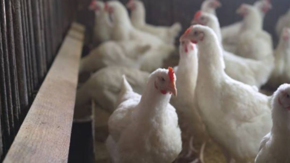 Sacrifican a 1.7 millones de gallinas para cerrarle el paso a la gripe aviar H5N1 en Yucatán