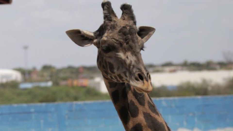 Murió «lolita», la jirafa más viejita del Zoológico y Acuario de Nuevo Laredo