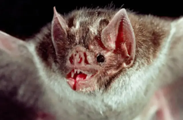 Muertes por rabia en Veracruz, estos son algunos casos recientes