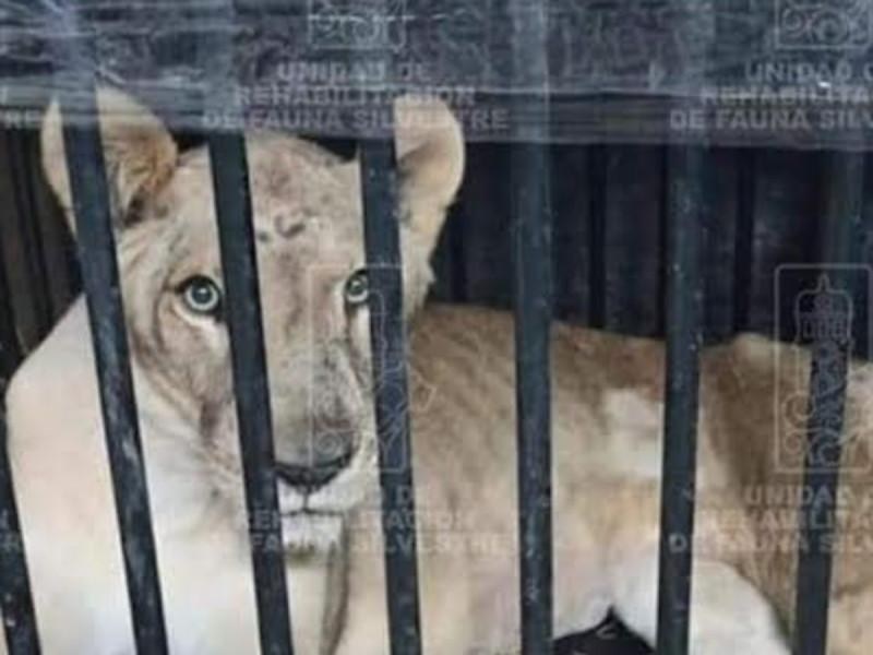 ¡Lamentable! Leona rescatada de circo en Hidalgo tenía 2 kilos de basura en estómago