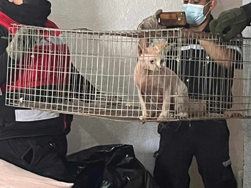 Rescatan a 27 animales en situación de abandono en Ixtapaluca, Edomex