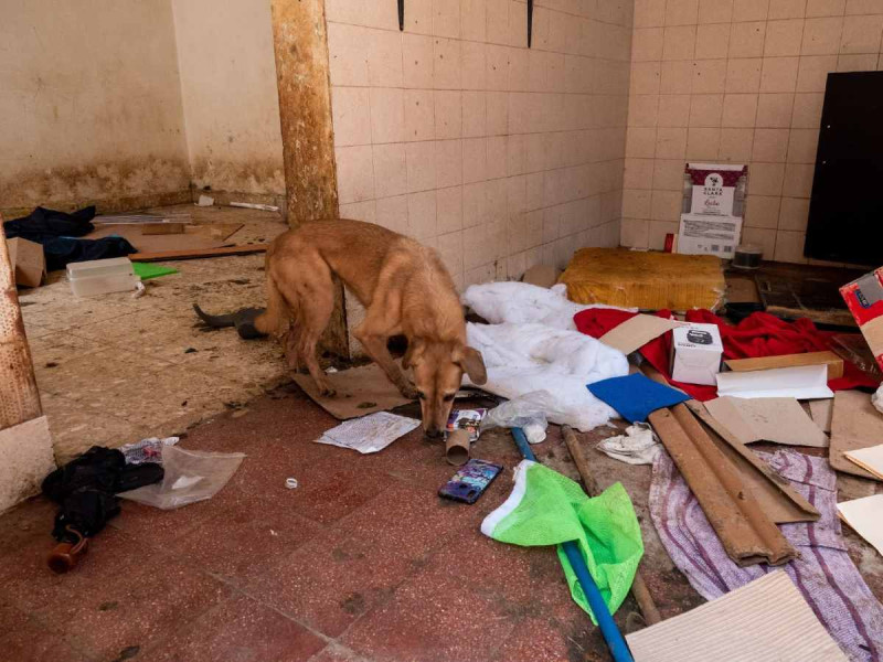 Denuncian maltrato animal en vivienda de Atizapán de Zaragoza; piden rescatar a más de 30 perros