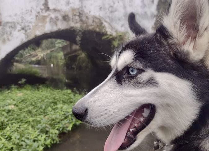 Joven asaltada en cascada de Coatepec exige justicia; su perrito fue asesinado con arma de fuego