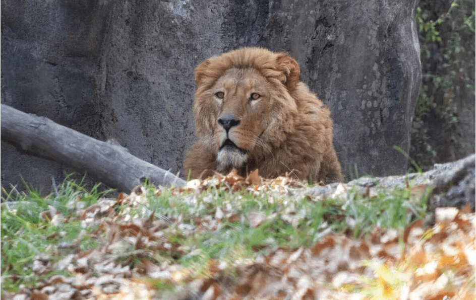 Leones rescatados de Black Jaguar-White Tiger se recuperan en Zoológico de Chapultepec