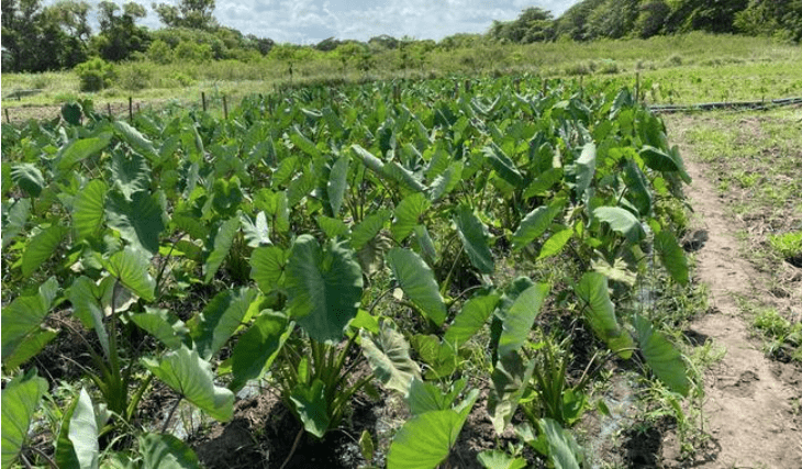 Veracruz es la principal entidad productora de malanga