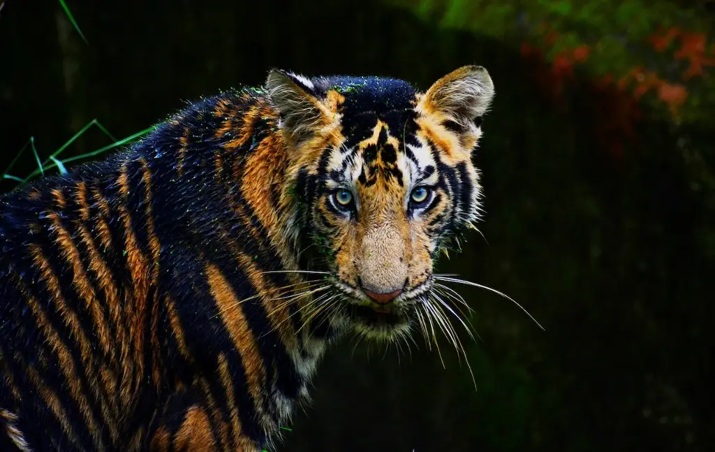 Abuelito y su nieto son devorados por un tigre