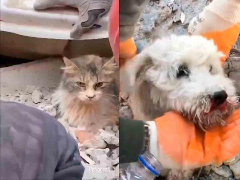 Así han rescatado a mascotas atrapadas entre los escombros tras sismo en Turquía