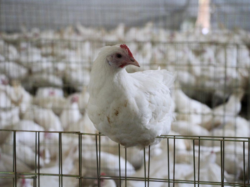 Las gallinas tienen frío y ponen menos huevos, por eso está caro y no hay: Profeco