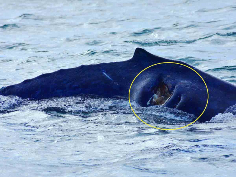 Ballena bebé queda malherida tras ser embestida por un barco en Cabo San Lucas