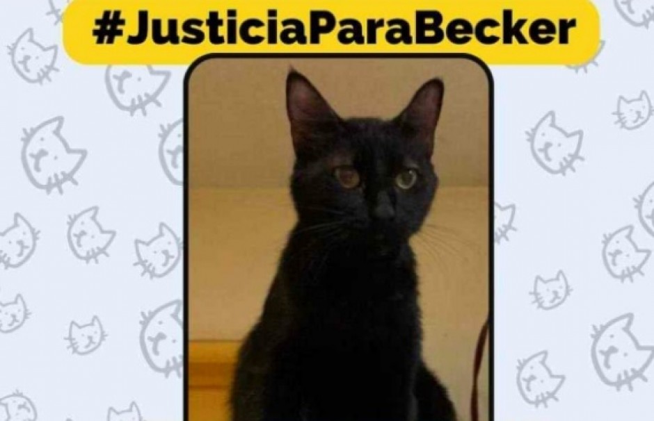 Justicia para Becker: Guanajuato dicta primera sentencia por maltrato animal contra un gato