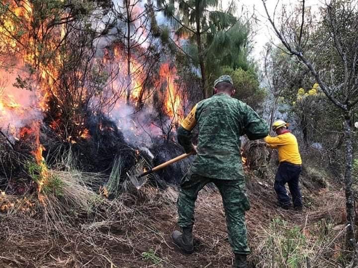 Fuego sigue consumiendo grandes hectáreas de bosques del Cofre de Perote