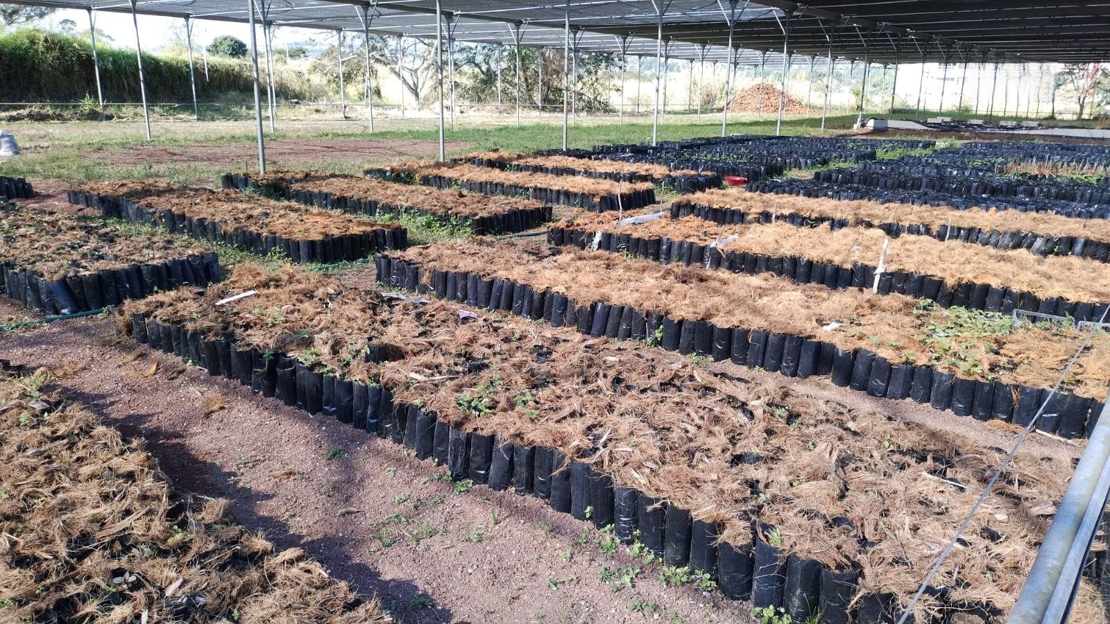 Sembrarán 30 mil plantas para reforestación en municipio de Emiliano Zapata