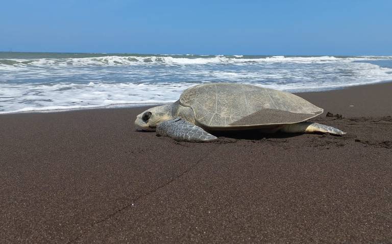 ¡Luchan por las tortugas! Fundación Yépez liberó 399 mil crías