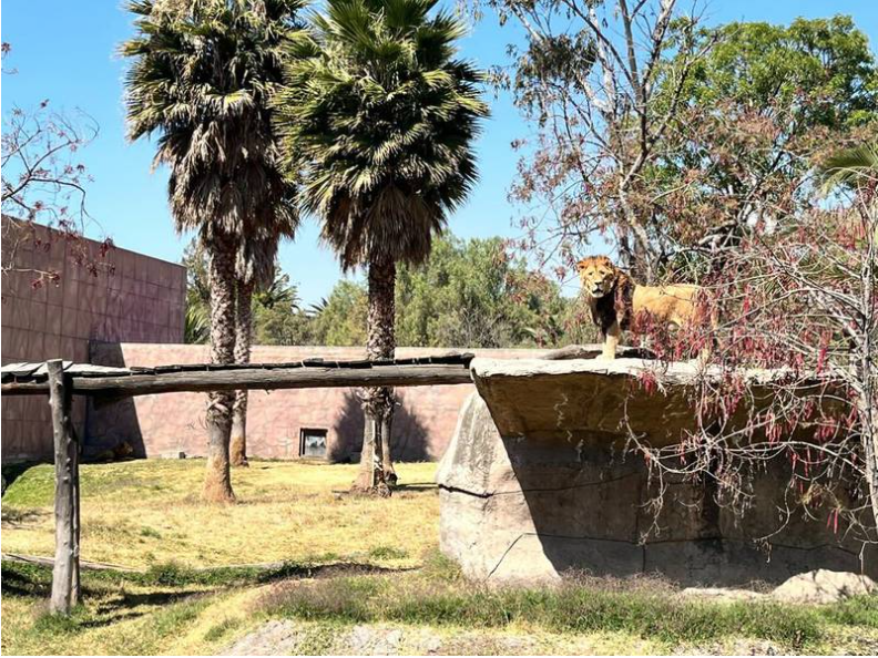 Zoológico de Aragón anuncia completa recuperación de leones rescatados de Black Jaguar