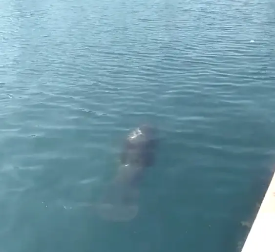 Captan a manatí paseando por el muelle de Veracruz