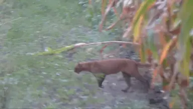 ¡Cuidado! ¡Captan a puma en Actopan!